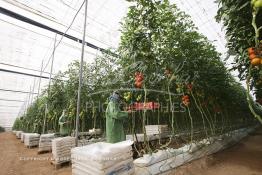 Image du Maroc Professionnelle de  Agriculture moderne au Sahara, des femmes marocaines effectuent la cueillette des tomates en grappes sous une serre dans une ferme à Dakhla. Dans cette région la production des tomates en grappes bénéficie d’un climat phénoménalement ensoleillé, tempéré et régulier, Mardi 21 Novembre 2006. Avec l'introduction des cultures sous abris serres, la région de Dakhla est devenue en très peu de temps célèbre pour ces productions de fruits et légumes destinés à l’export. (Photo / Abdeljalil Bounhar) 